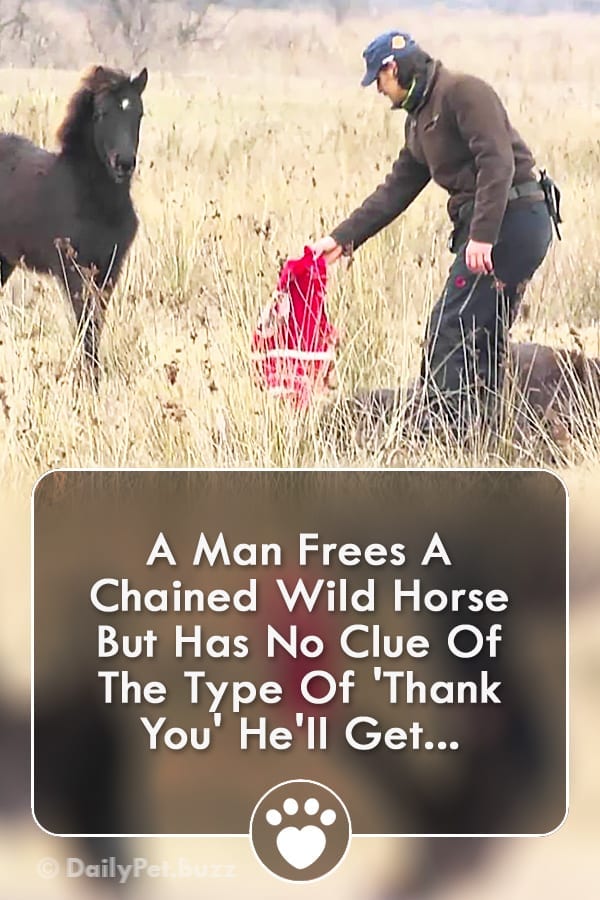 A Man Frees A Chained Wild Horse But Has No Clue Of The Type Of \'Thank You\' He\'ll Get...
