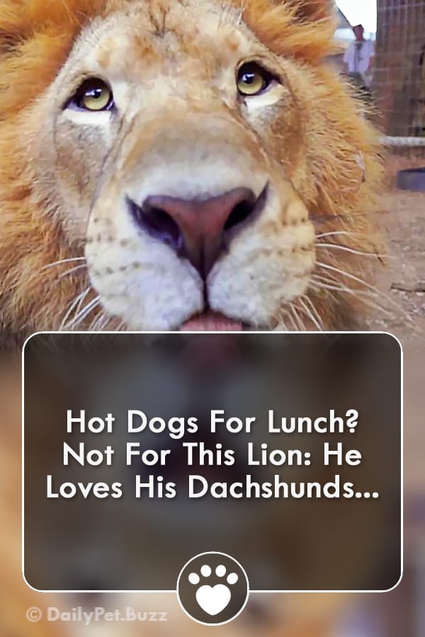 Hot Dogs For Lunch? Not For This Lion: He Loves His Dachshunds...