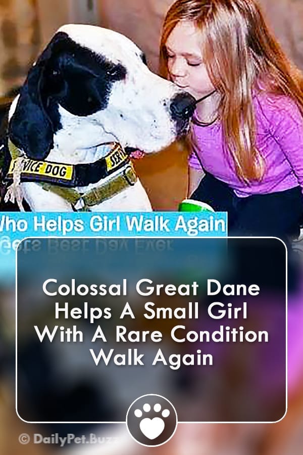 Colossal Great Dane Helps A Small Girl With A Rare Condition Walk Again