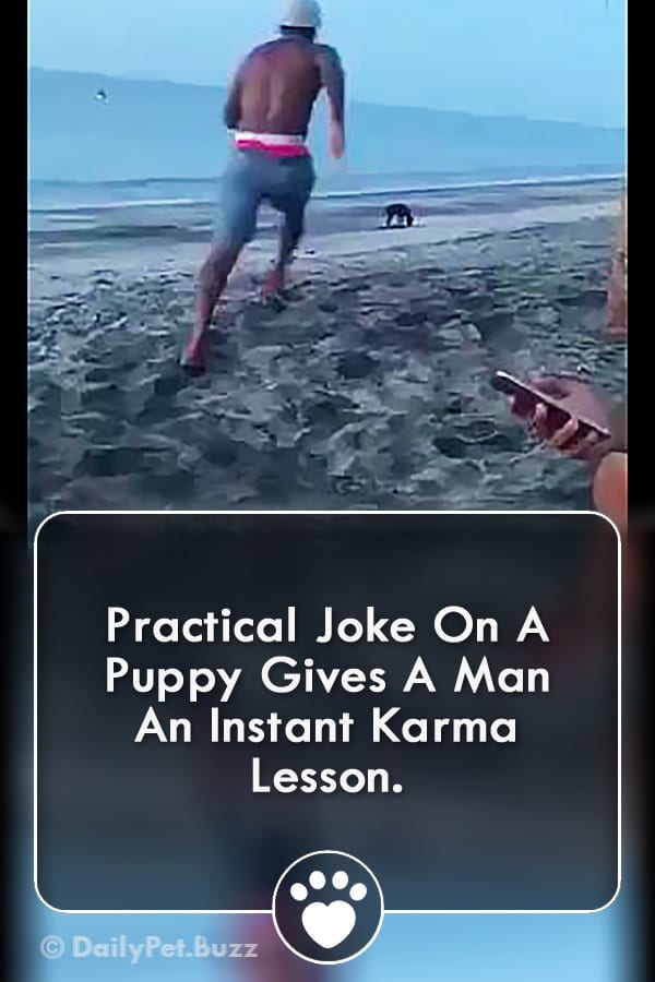 Practical Joke On A Puppy Gives A Man An Instant Karma Lesson.