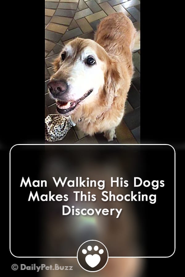 Man Walking His Dogs Makes This Shocking Discovery