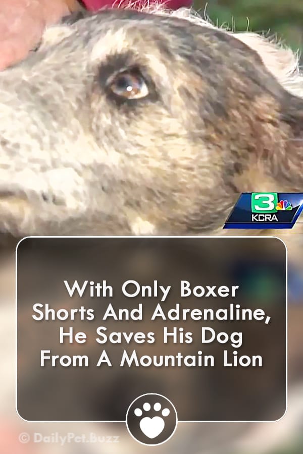 With Only Boxer Shorts And Adrenaline, He Saves His Dog From A Mountain Lion