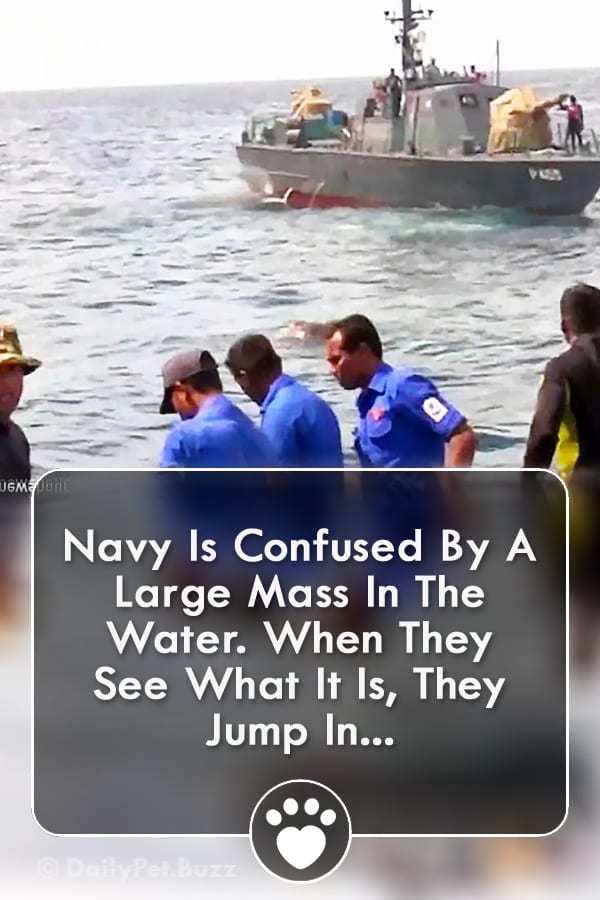 Navy Is Confused By A Large Mass In The Water. When They See What It Is, They Jump In...