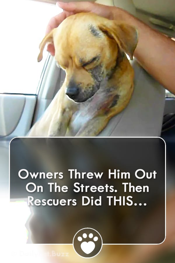 Owners Threw Him Out On The Streets. Then Rescuers Did THIS…