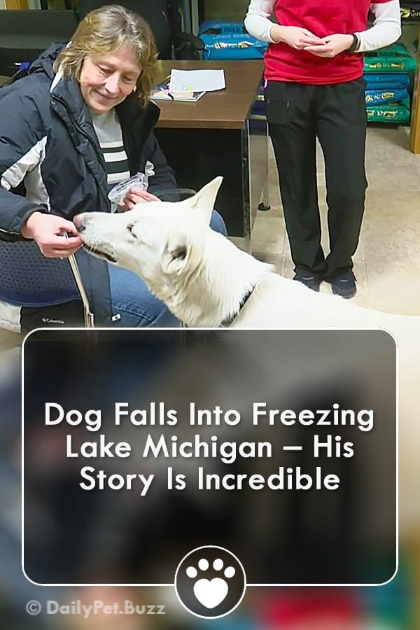 Dog Falls Into Freezing Lake Michigan – His Story Is Incredible