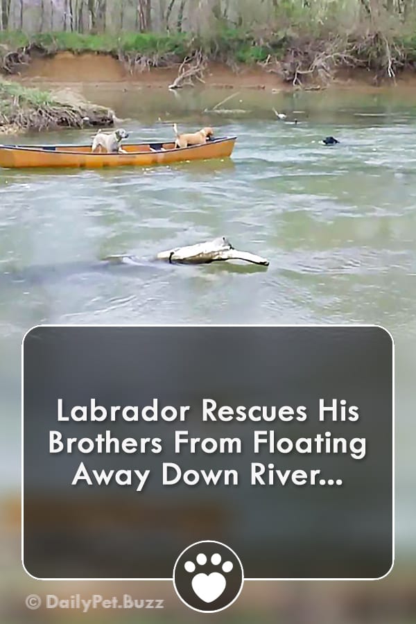 Labrador Rescues His Brothers From Floating Away Down River...