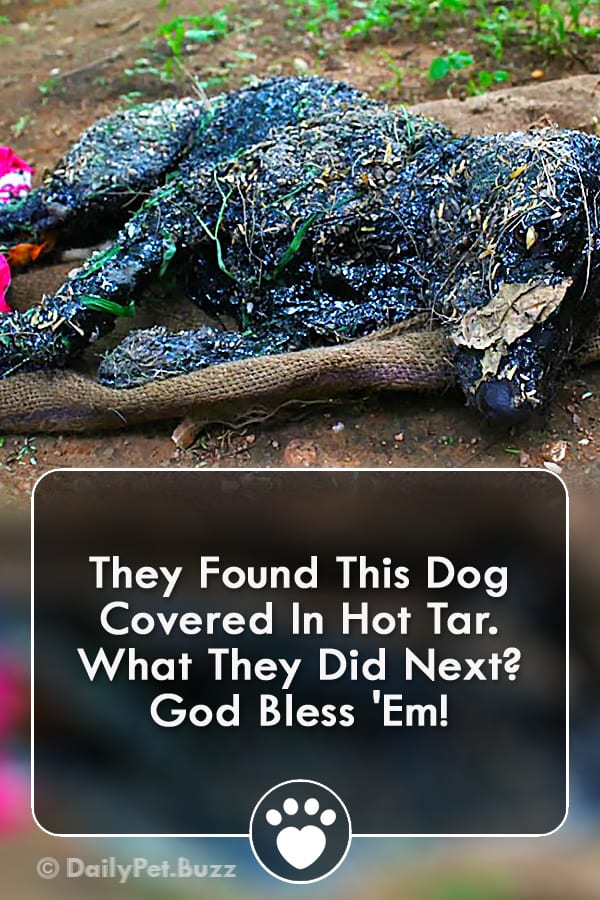 They Found This Dog Covered In Hot Tar. What They Did Next? God Bless \'Em!