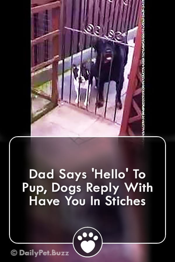 Dad Says \'Hello\' To Pup, Dogs Reply With Have You In Stiches