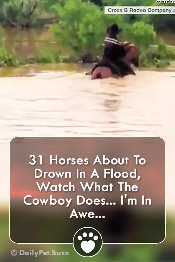 31 Horses About To Drown In A Flood, Watch What The Cowboy Does... I\'m In Awe...