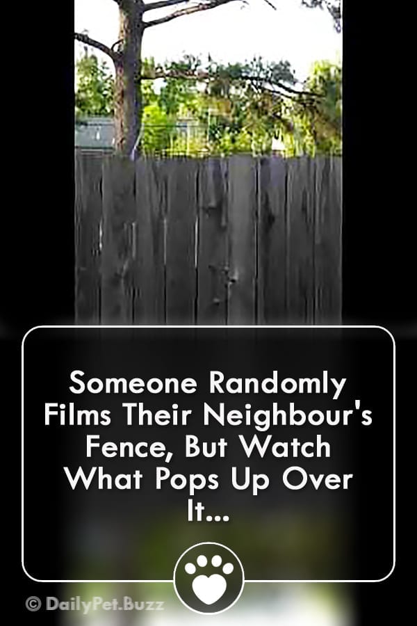 Someone Randomly Films Their Neighbour\'s Fence, But Watch What Pops Up Over It...