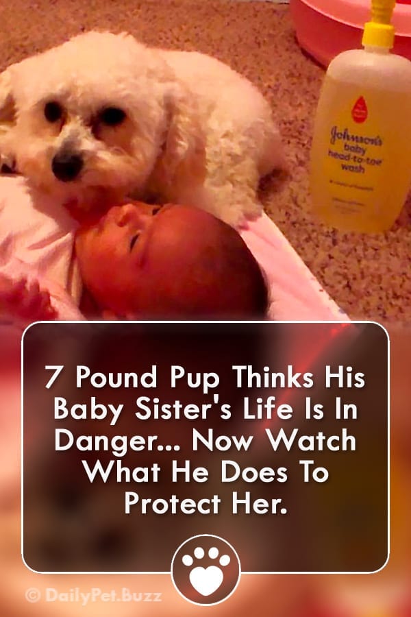 7 Pound Pup Thinks His Baby Sister\'s Life Is In Danger... Now Watch What He Does To Protect Her.