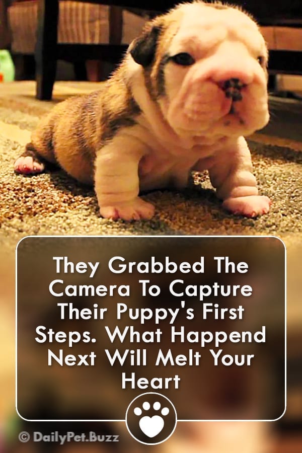 They Grabbed The Camera To Capture Their Puppy\'s First Steps. What Happend Next Will Melt Your Heart