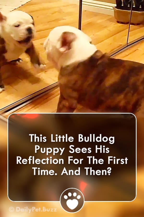 This Little Bulldog Puppy Sees His Reflection For The First Time. And Then?