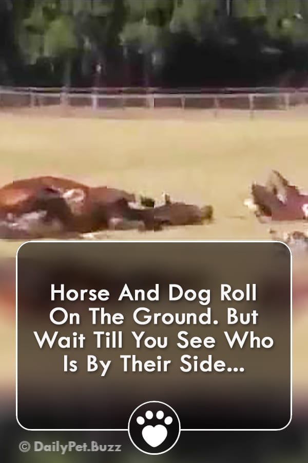 Horse And Dog Roll On The Ground. But Wait Till You See Who Is By Their Side...