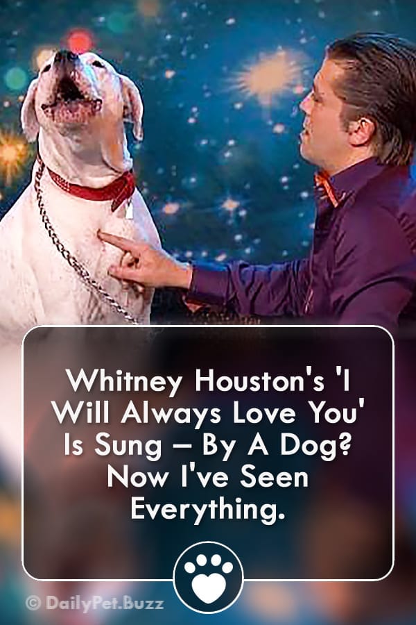 Whitney Houston\'s \'I Will Always Love You\' Is Sung – By A Dog? Now I\'ve Seen Everything.