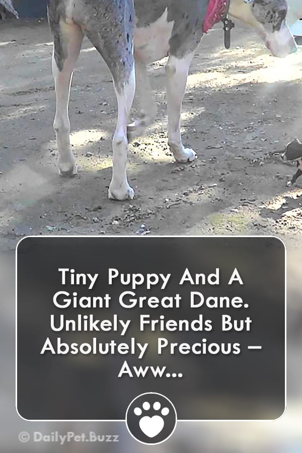 Tiny Puppy And A Giant Great Dane. Unlikely Friends But Absolutely Precious – Aww...