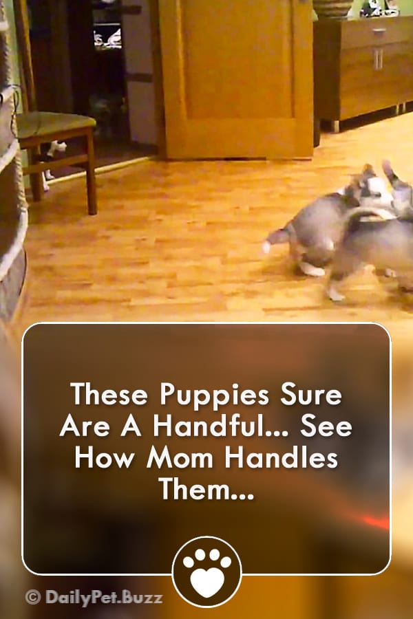 These Puppies Sure Are A Handful... See How Mom Handles Them...