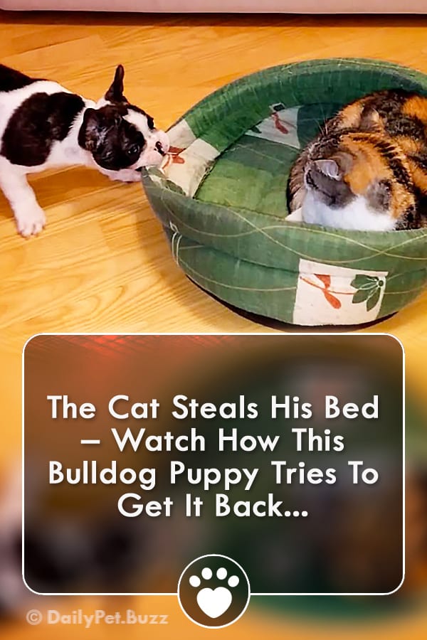 The Cat Steals His Bed – Watch How This Bulldog Puppy Tries To Get It Back...