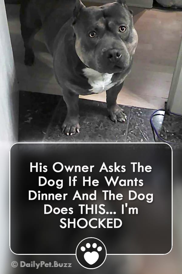 His Owner Asks The Dog If He Wants Dinner And The Dog Does THIS... I\'m SHOCKED