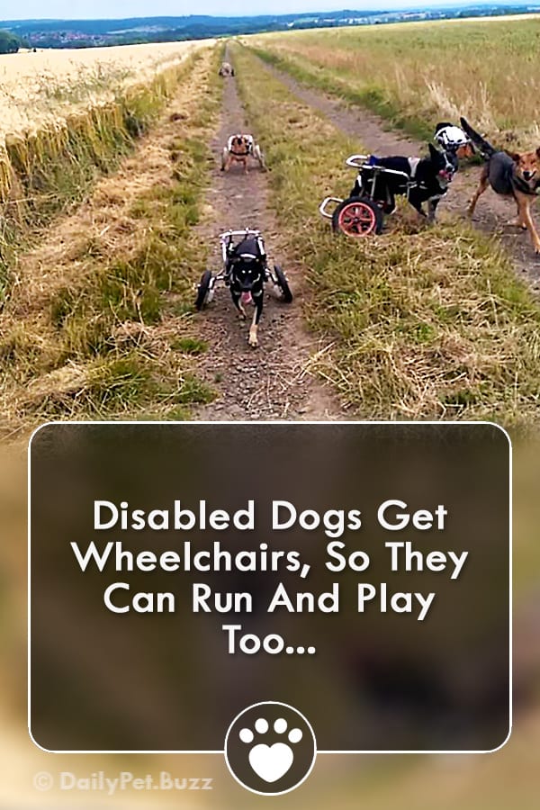 Disabled Dogs Get Wheelchairs, So They Can Run And Play Too...