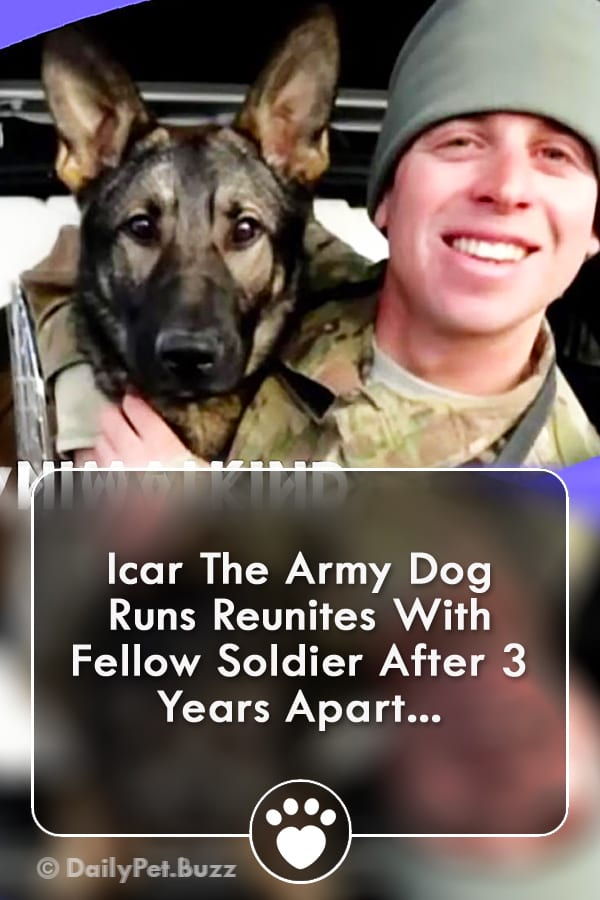 Icar The Army Dog Runs Reunites With Fellow Soldier After 3 Years Apart...