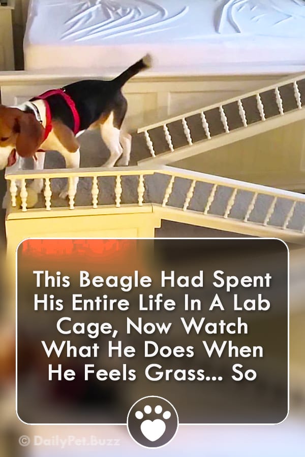 This Beagle Had Spent His Entire Life In A Lab Cage, Now Watch What He Does When He Feels Grass... So