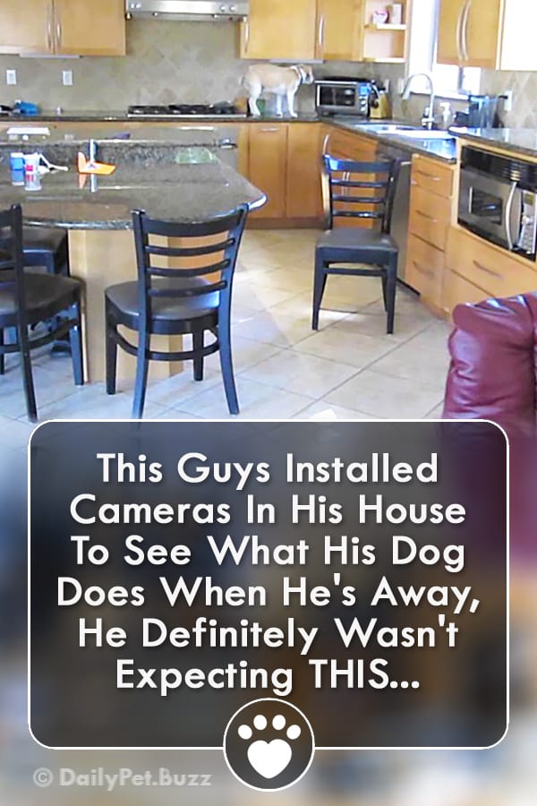 This Guys Installed Cameras In His House To See What His Dog Does When He\'s Away, He Definitely Wasn\'t Expecting THIS...