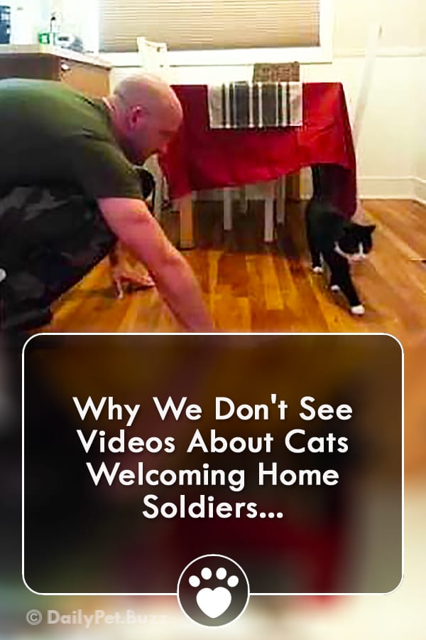 Why We Don\'t See Videos About Cats Welcoming Home Soldiers...
