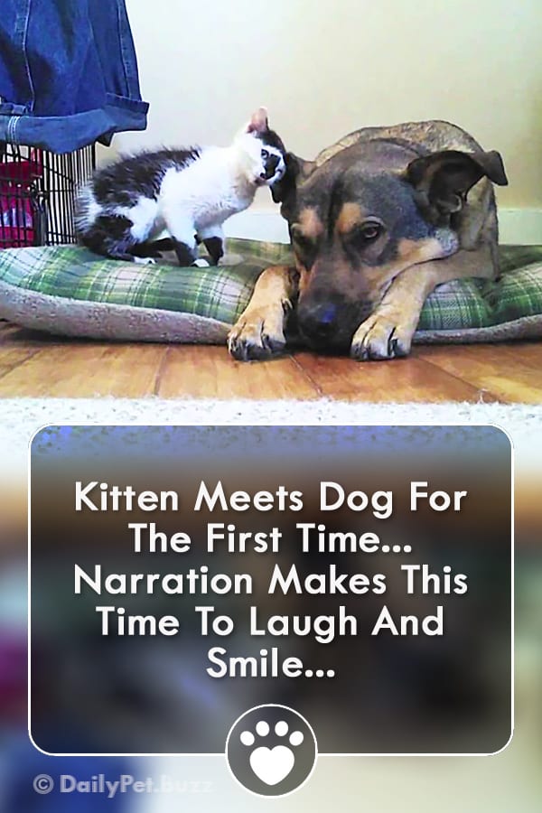 Kitten Meets Dog For The First Time... Narration Makes This  Time To Laugh And Smile!