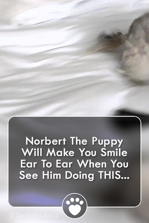 Norbert The Puppy Will Make You Smile Ear To Ear When You See Him Doing THIS...