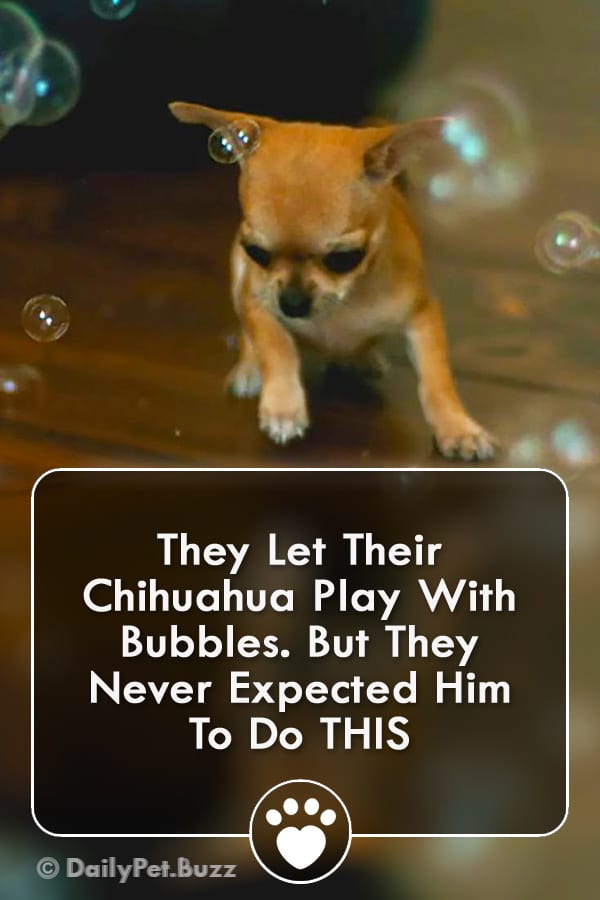 They Let Their Chihuahua Play With Bubbles. But They Never Expected Him To Do THIS