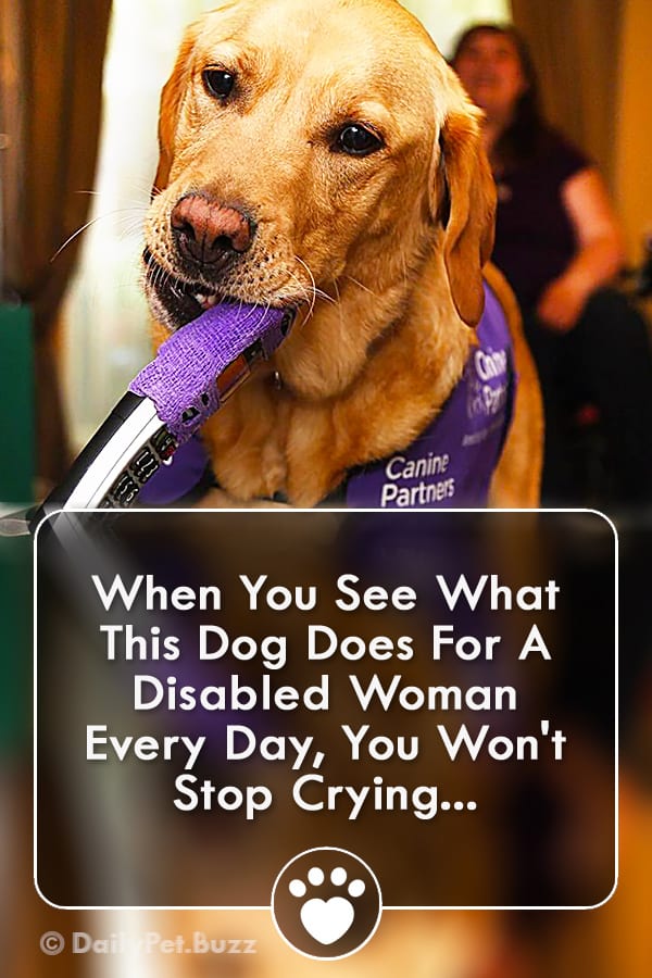 When You See What This Dog Does For A Disabled Woman Every Day, You Won\'t Stop Crying...