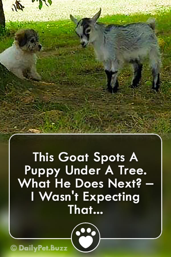 This Goat Spots A Puppy Under A Tree. What He Does Next? – I Wasn\'t Expecting That...