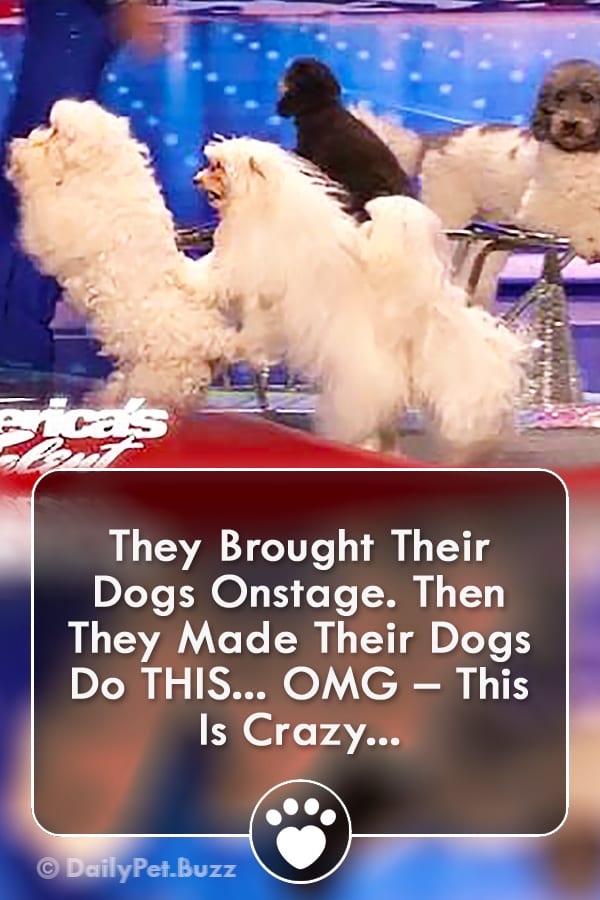 They Brought Their Dogs Onstage. Then They Made Their Dogs Do THIS... OMG – This Is Crazy...
