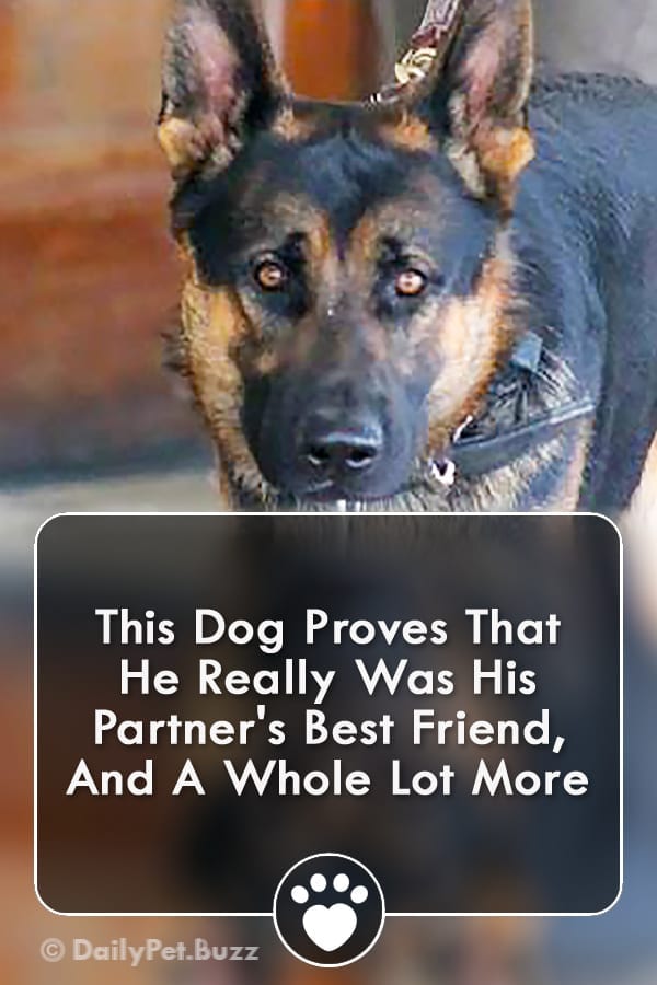 This Dog Proves That He Really Was His Partner\'s Best Friend, And A Whole Lot More