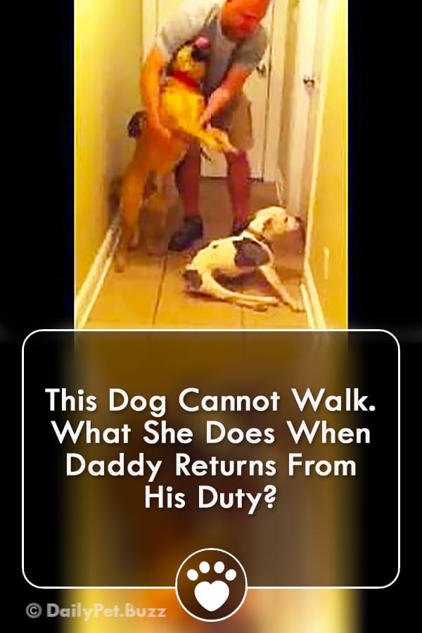 This Dog Cannot Walk. What She Does When Daddy Returns From His Duty?