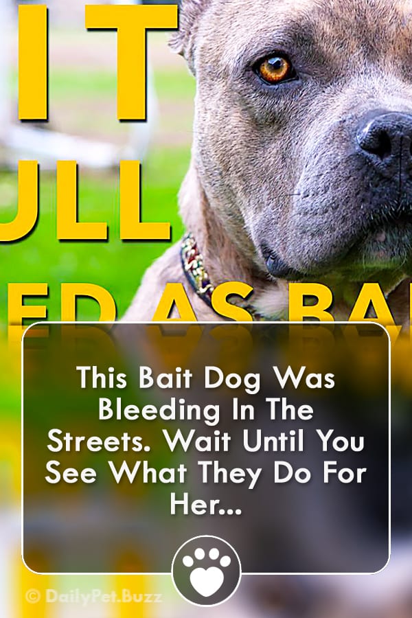 This Bait Dog Was Bleeding In The Streets. Wait Until You See What They Do For Her...