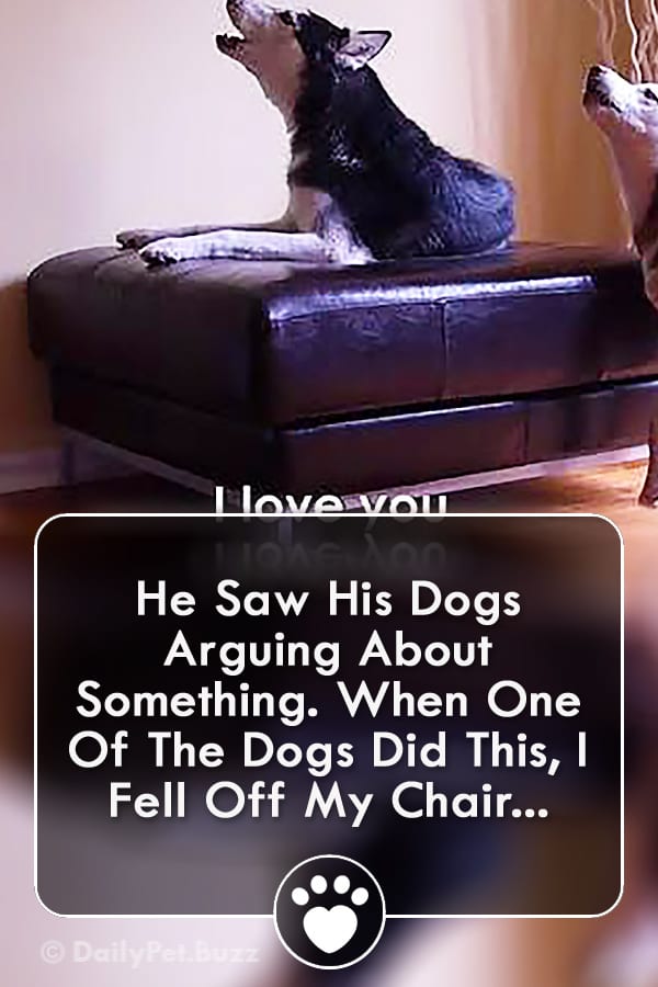 He Saw His Dogs Arguing About Something. When One Of The Dogs Did This, I Fell Off My Chair...
