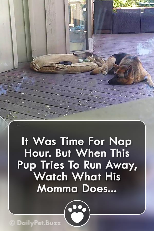 It Was Time For Nap Hour. But When This Pup Tries To Run Away, Watch What His Momma Does...