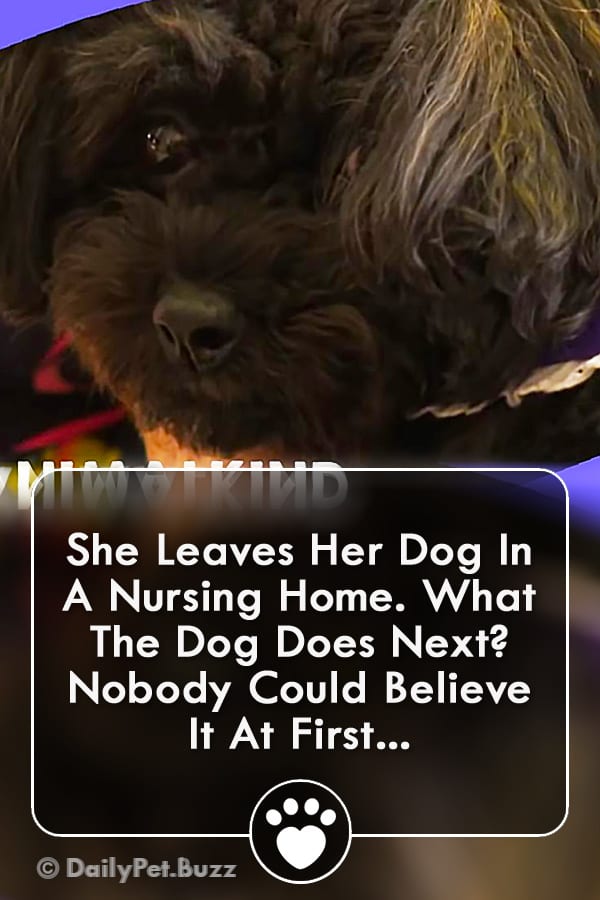 She Leaves Her Dog In A Nursing Home. What The Dog Does Next? Nobody Could Believe It At First...