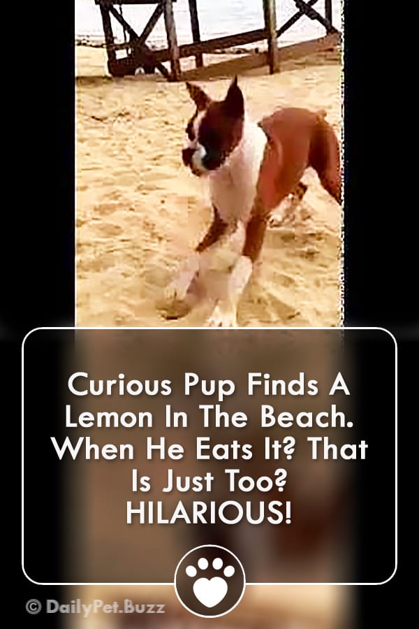 Curious Pup Finds A Lemon In The Beach. When He Eats It? That Is Just Too? HILARIOUS!