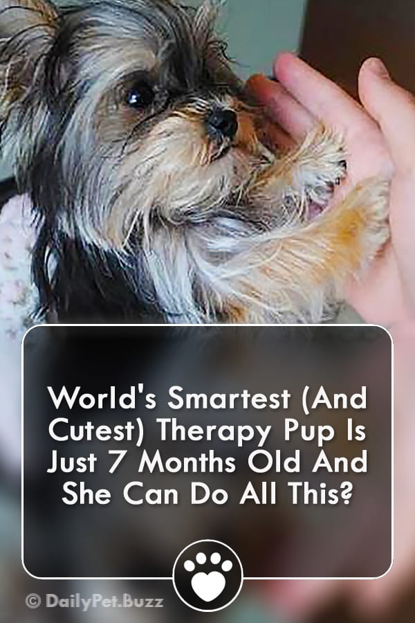 World\'s Smartest (And Cutest) Therapy Pup Is Just 7 Months Old And She Can Do All This?