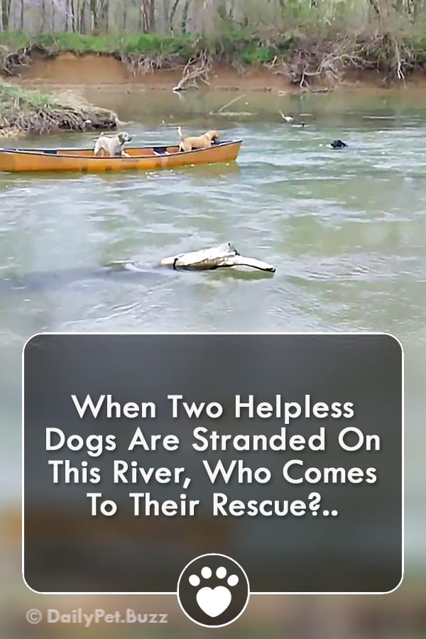 When Two Helpless Dogs Are Stranded On This River, Who Comes To Their Rescue?..