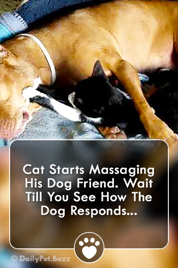 Cat Starts Massaging His Dog Friend. Wait Till You See How The Dog Responds...