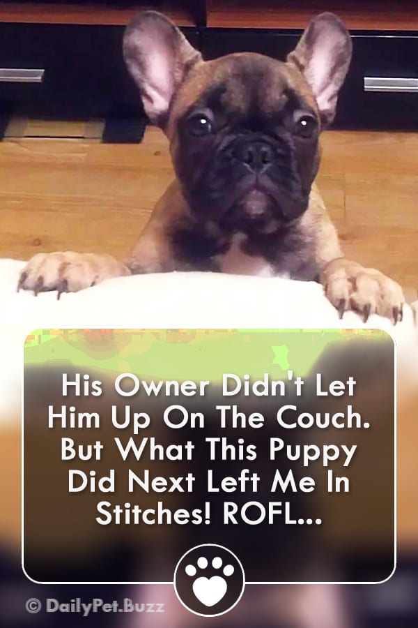 His Owner Didn\'t Let Him Up On The Couch. But What This Puppy Did Next Left Me In Stitches! ROFL...