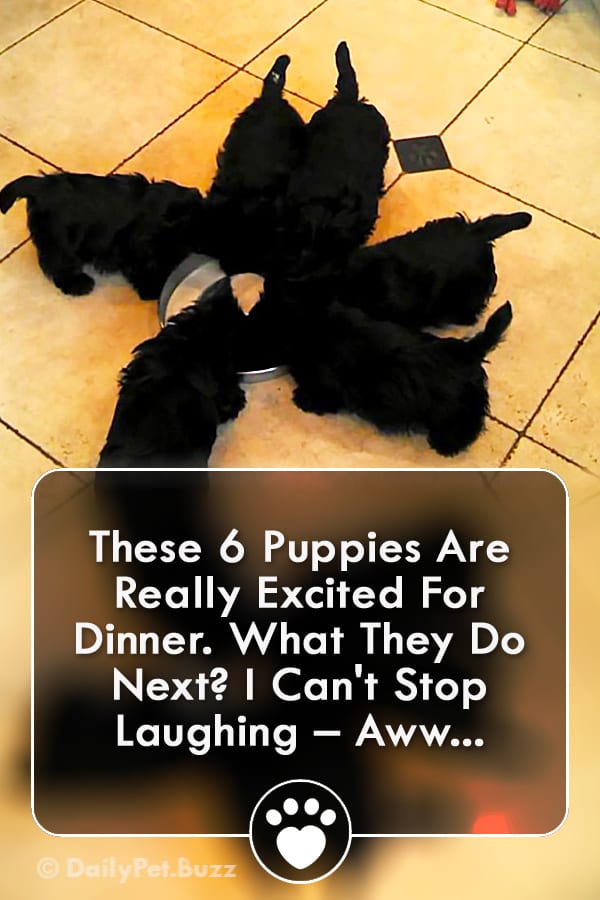 These 6 Puppies Are Really Excited For Dinner. What They Do Next? I Can\'t Stop Laughing – Aww...