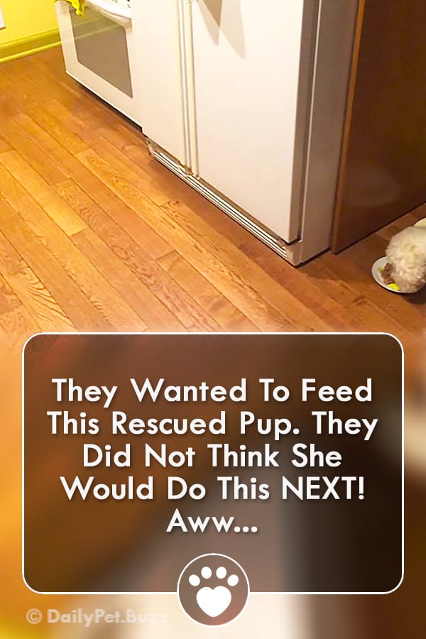 They Wanted To Feed This Rescued Pup. They Did Not Think She Would Do This NEXT! Aww...