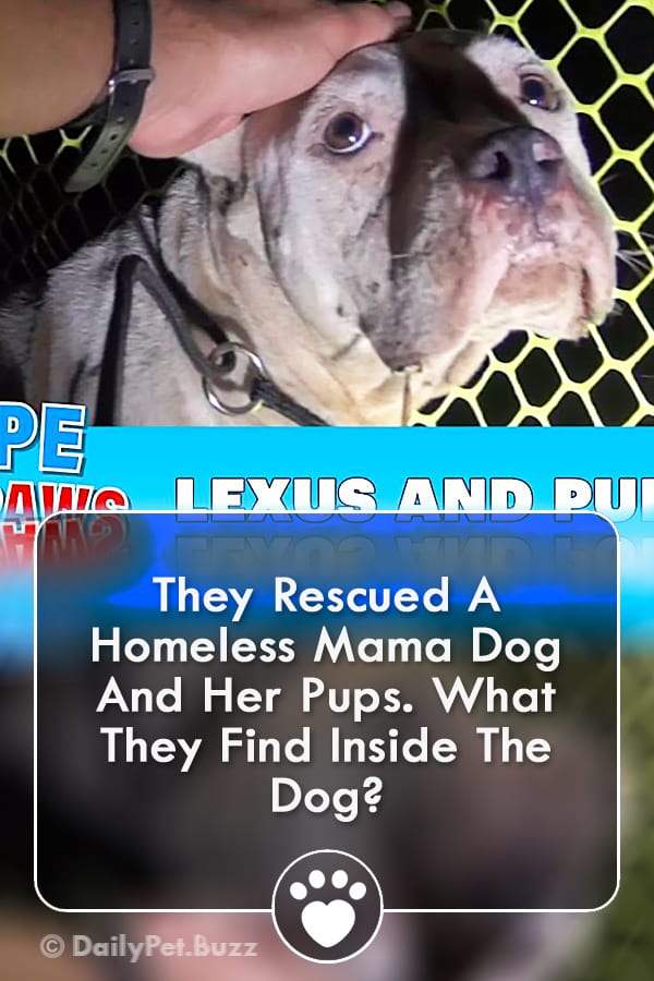 They Rescued A Homeless Mama Dog And Her Pups. What They Find Inside The Dog?