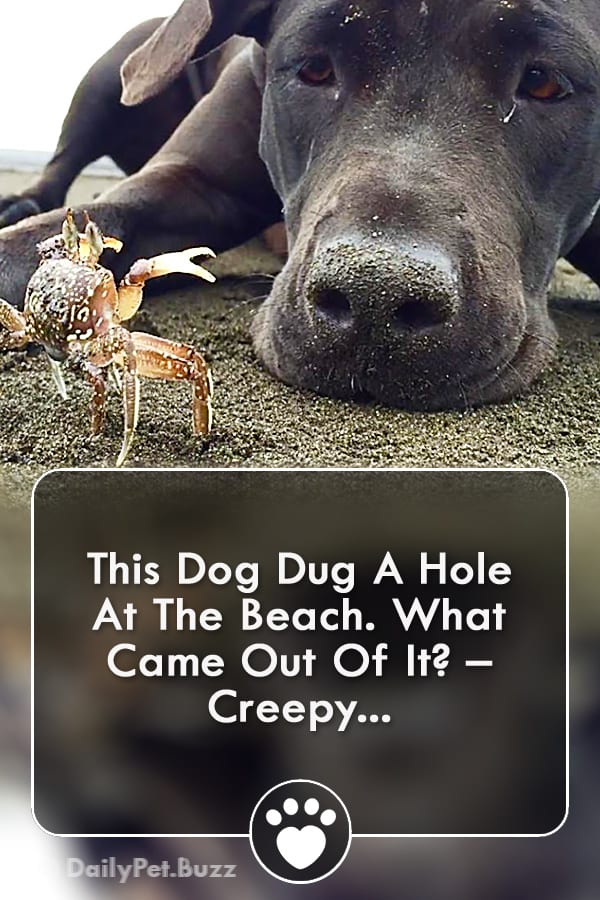 This Dog Dug A Hole At The Beach. What Came Out Of It? – Creepy...