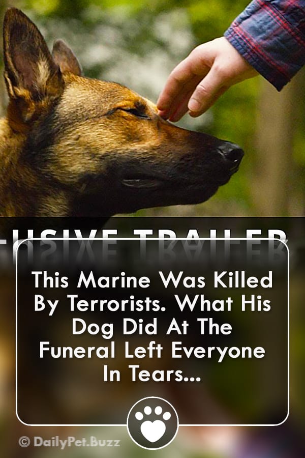 This Marine Was Killed By Terrorists. What His Dog Did At The Funeral Left Everyone In Tears...